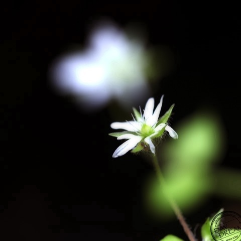 White flower in moonless night