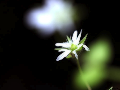 White flower in moonless night