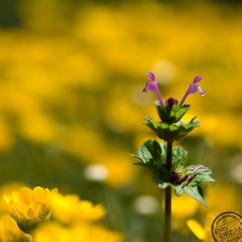 Unspoken happy happy