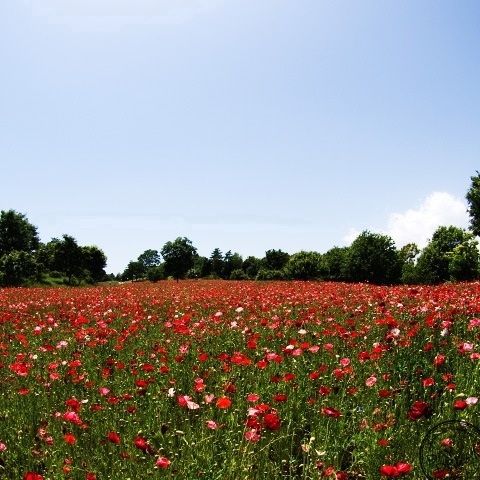 Field of red poppy