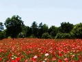 Field of red poppy