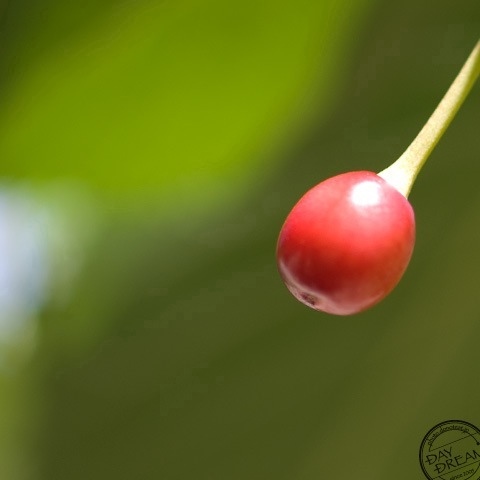 Shocking red and unpalatable taste