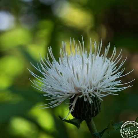 Thistle of virgin white