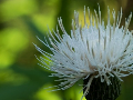 Thistle of virgin white