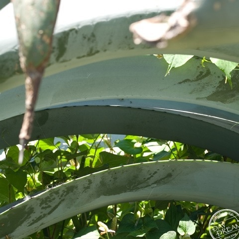 Charlotte the black cat