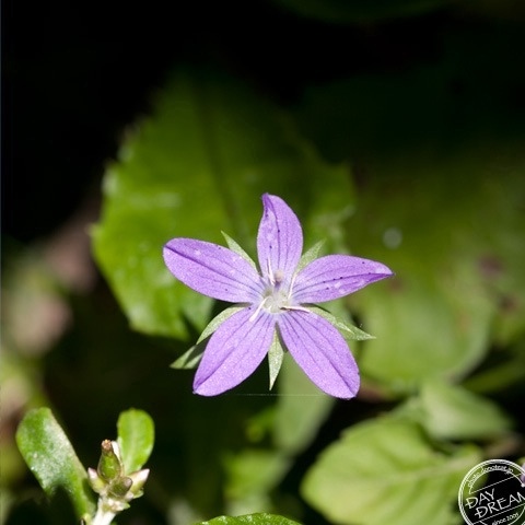 Under the compass window