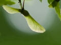 Green maple seed