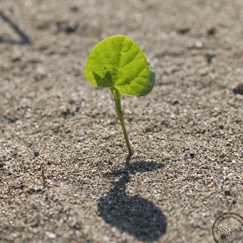 The first day of summer