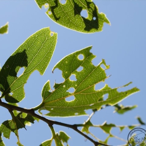 Secret code of vermiculation