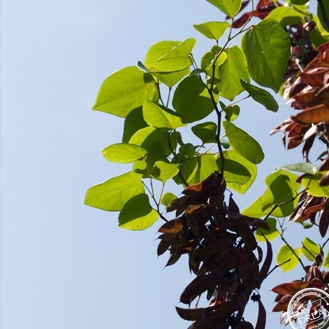 Iced coffee in the summer