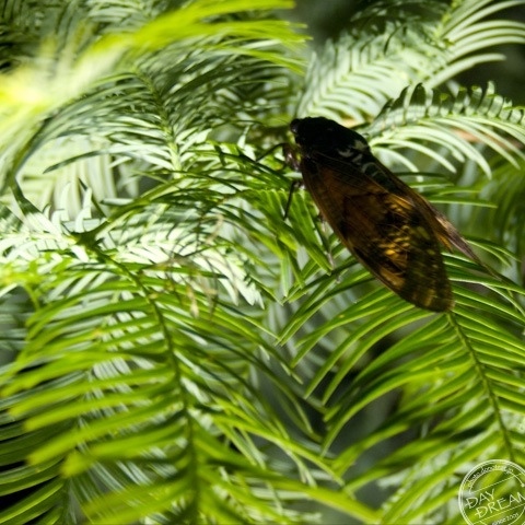 Summer night recital