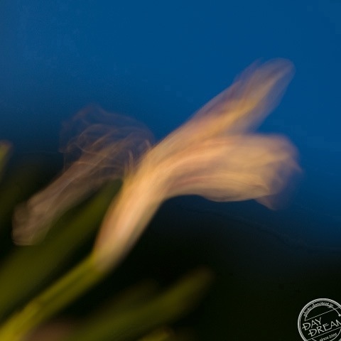 Summer festival music