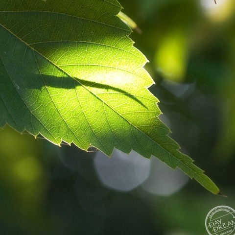 The shadowgraph of greenness