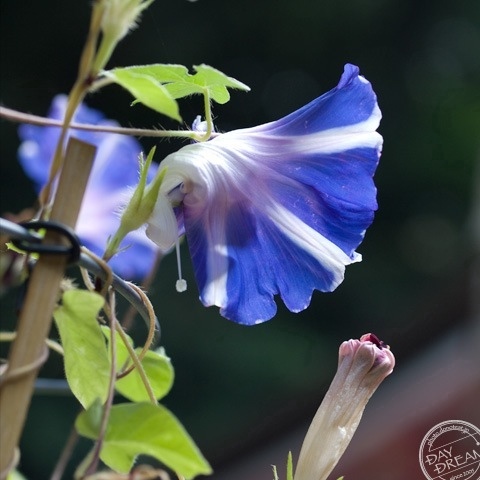 Survive the hot season