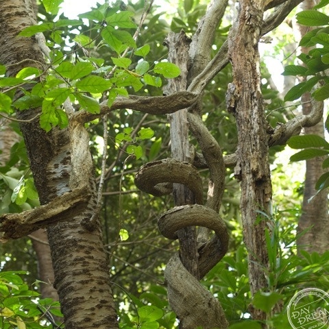 Legend of jungle tree