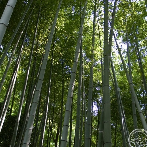 Space of bamboo