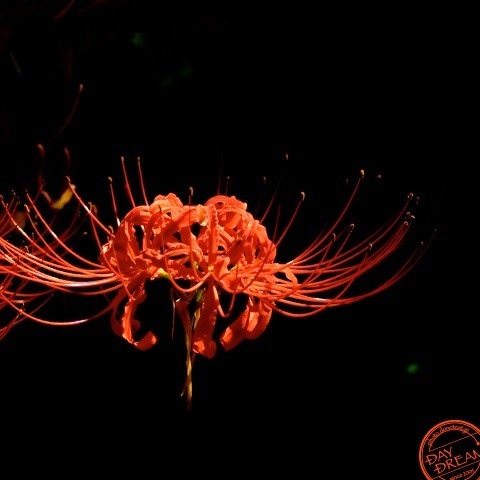 Transient smile in the boscage