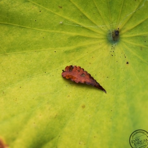 Dry leaf on green leaf