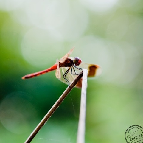 Babble song at after rain