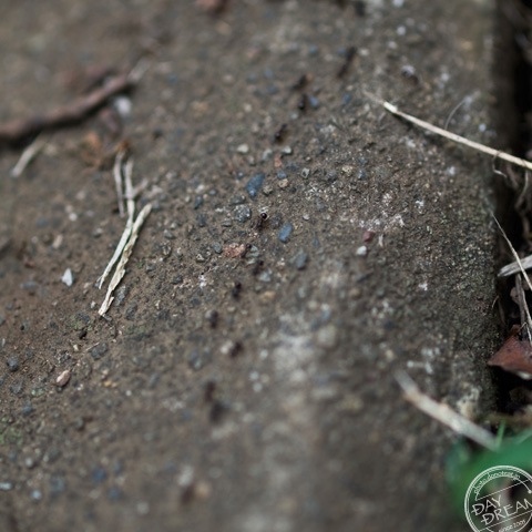 Procession of ants Procession of ants