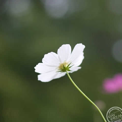 Not knowing the midnight rain...