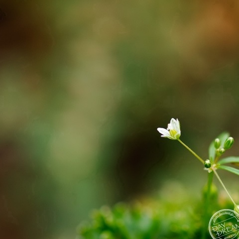 Parsley with white petal