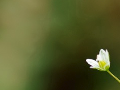 Parsley with white petal