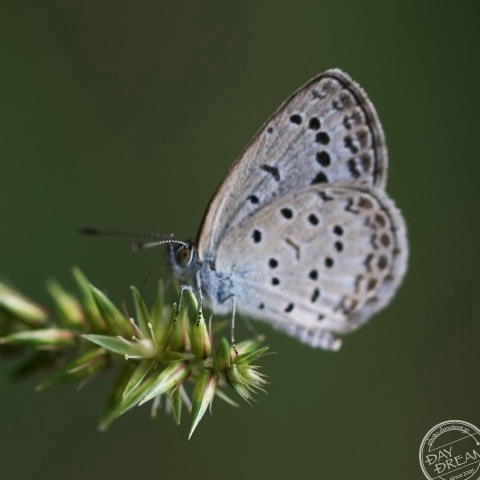 Does not move quietly