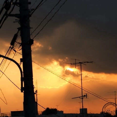 Scomber japonicus Houttuyn