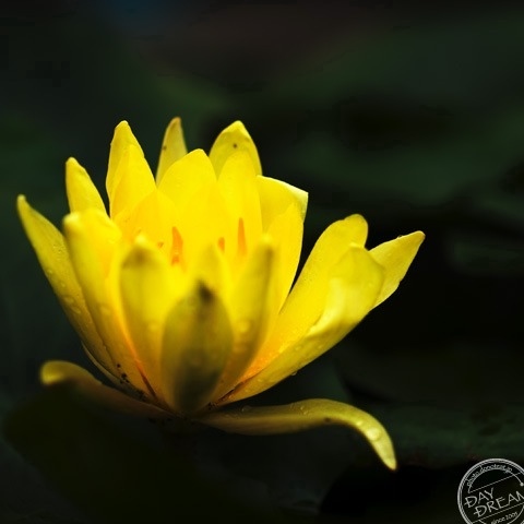 A yellow water lily