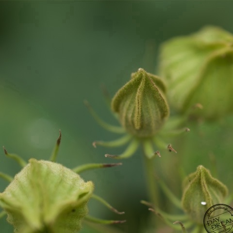 White breath at morning