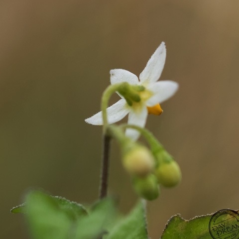 Without seeking return