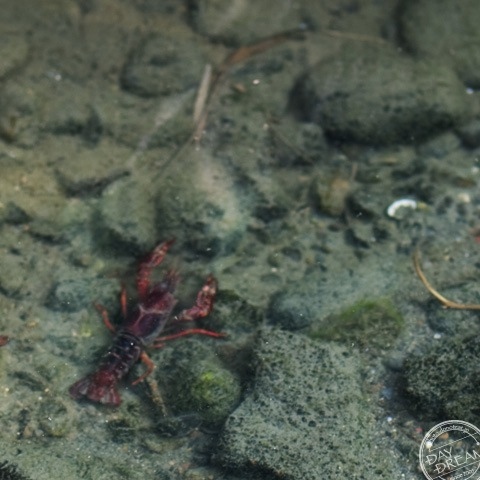 The red crawfish