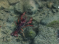 The red crawfish