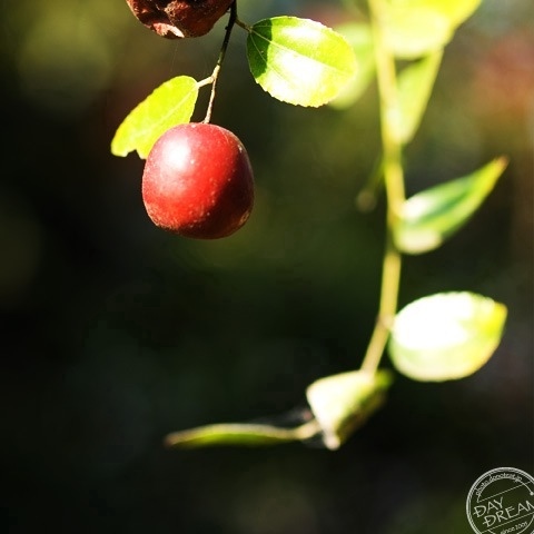 Trees laden with red