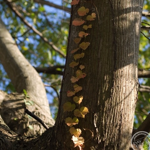 The old tree in garden