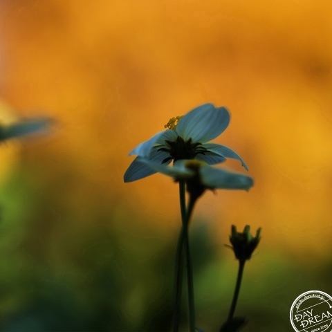 The candor in the shade