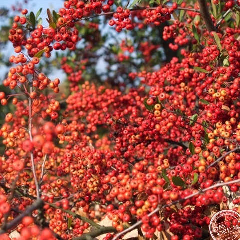 Pyracantha