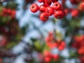 Pyracantha