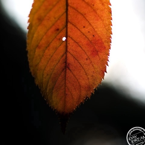 Hole of leaf