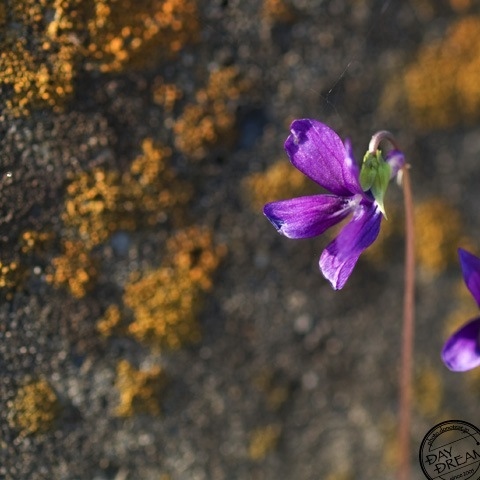Winter Violet
