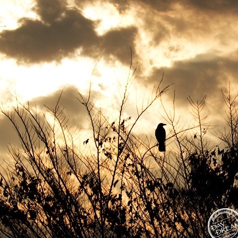 Loneliness crow