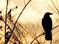 Loneliness crow
