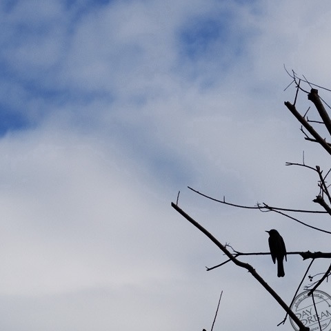 Vault of heaven and bird