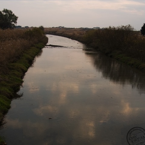 River where snake swims