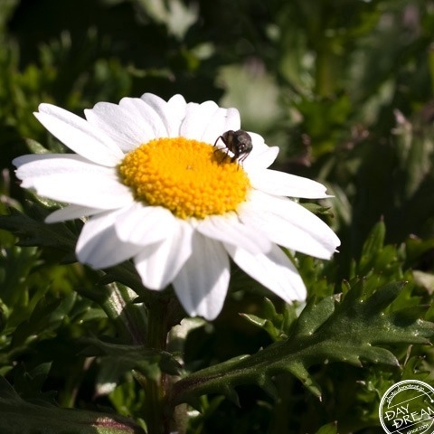 Small syrphid in flower garden