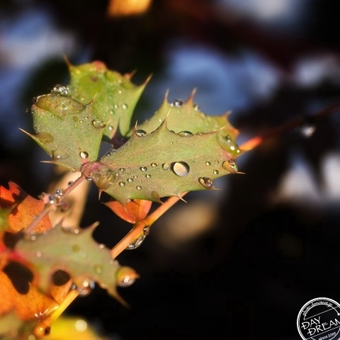 The coming of spring