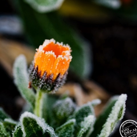 Sparkling white morning