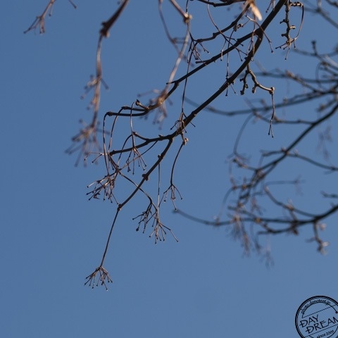 Sprout seen from terrace