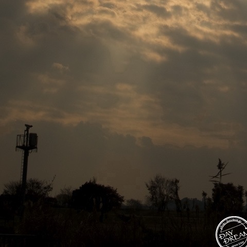 Crow at early spring